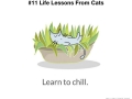 Life lessons from cats