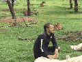 Tiger protects his trainer