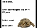Do nothing like turtle