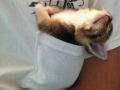 Animals sleep wherever