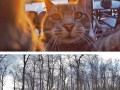 Manny the selfie cat