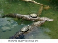 Turtles are serious s**t