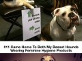 Adorable pet criminal duos