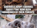 Sweet & scientific facts