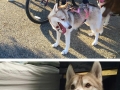 3 huskies and a cat