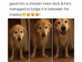 Oh dogs..
