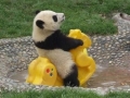 Panda Play Time