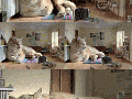 Do you want a big cat?