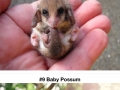 Possums & opossums