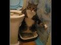 Y U NO FLUSH?