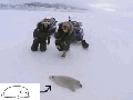 Run Mr Seal!