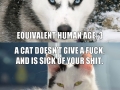 Cats vs. Dogs