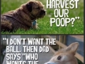 Dog things