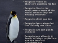 Normal day as a penguin