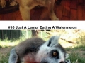 Animals eating