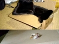 Cats and their boxes