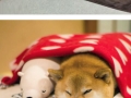 Shiba with his polar bear