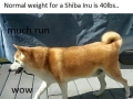 Doge journey to fitness