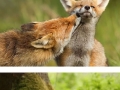 Foxes are cute