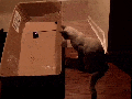 Hold my catnip..