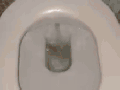 Always flush your toilet