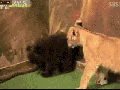 Oh s**t! A lion!