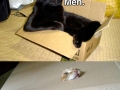 Just cats and boxes