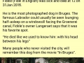 Fidle the dog of Bruges 