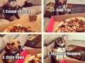 Isn't this just every dog?