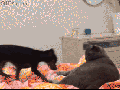Go away
