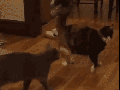 Ninja cat dodge