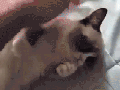 Grumpy cat smile