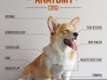 The anatomy of a corgi