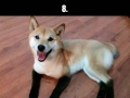 Dogs with strange fur