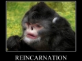 Reincarnation