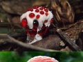 Poisonous mushrooms