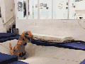 T-Rex tramping