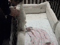 Dad level over 9001