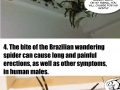 Spider facts