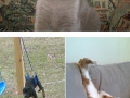 Pets stuck in things