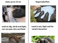 Bear vs gorilla