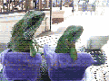 Delightful lizards