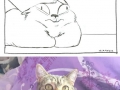 Derp cat