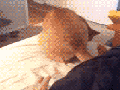 Who's there?