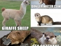 If I had to name animals
