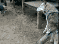 Wolves are pretty huge