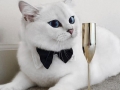 Coby the cat
