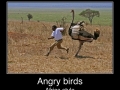 Angry Birds