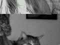 Animal photobombs