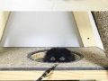 Gimo, the giant-eyed cat